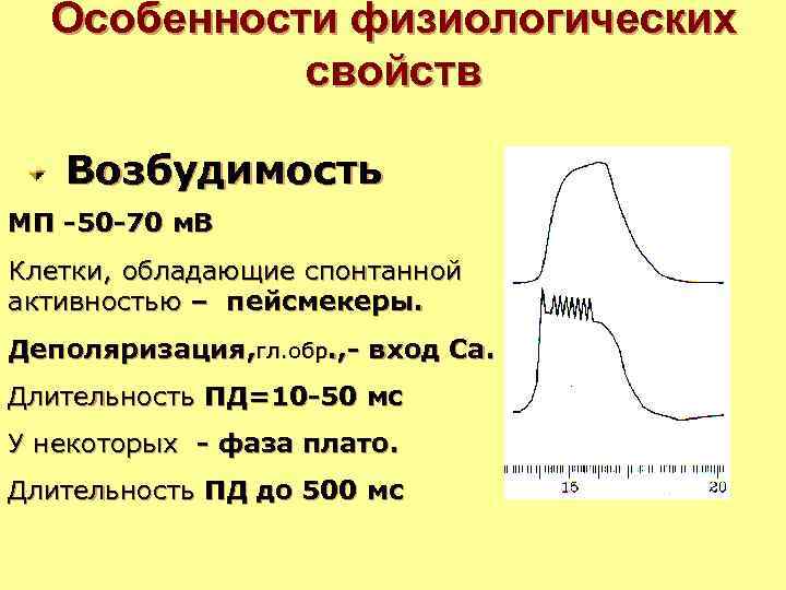 Особенности физиологических свойств Возбудимость МП -50 -70 м. В Клетки, обладающие спонтанной активностью –