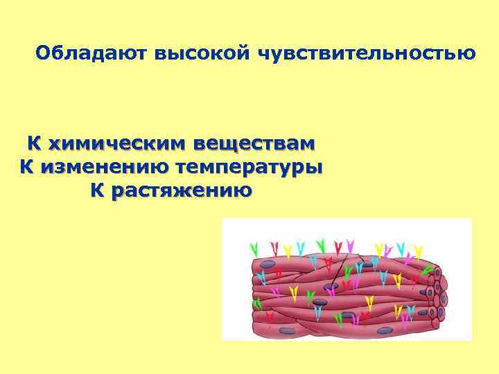 Обладают высокой чувствительностью К химическим веществам К изменению температуры К растяжению 