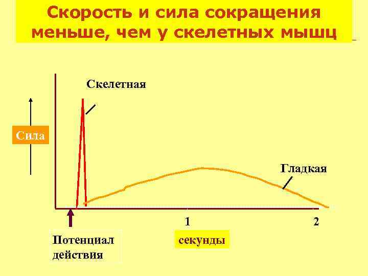 Сила сокращений. Сила мышечного сокращения. Скорость сокращения скелетной мышцы. Пд скелетной мышцы. Зависимость силы сокращения от скорости мышечного сокращения.