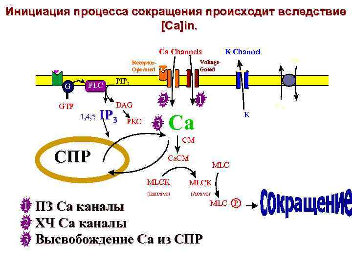Инициация процесса сокращения происходит вследствие [Са]in. Медиаторы Гормоны Ca Channels БАВ PLC PIP 2