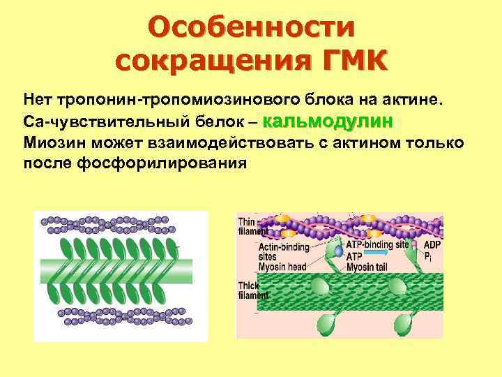 Особенности сокращения ГМК Нет тропонин-тропомиозинового блока на актине. Са-чувствительный белок – кальмодулин. Миозин может