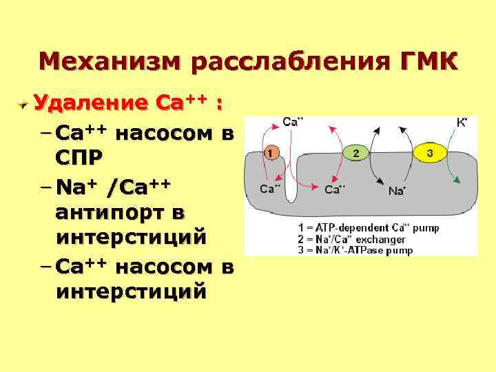 По какой схеме возможен одновременный трансмембранный перенос ионов калия и натрия