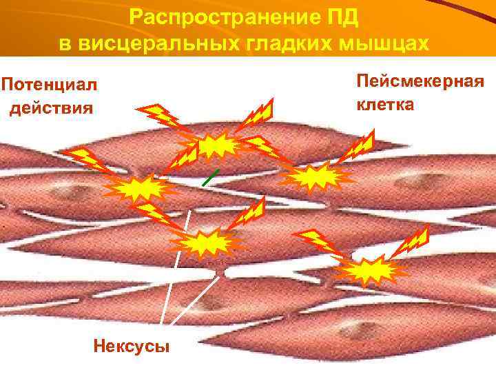 Распространение ПД в висцеральных гладких мышцах Потенциал действия Нексусы Пейсмекерная клетка 