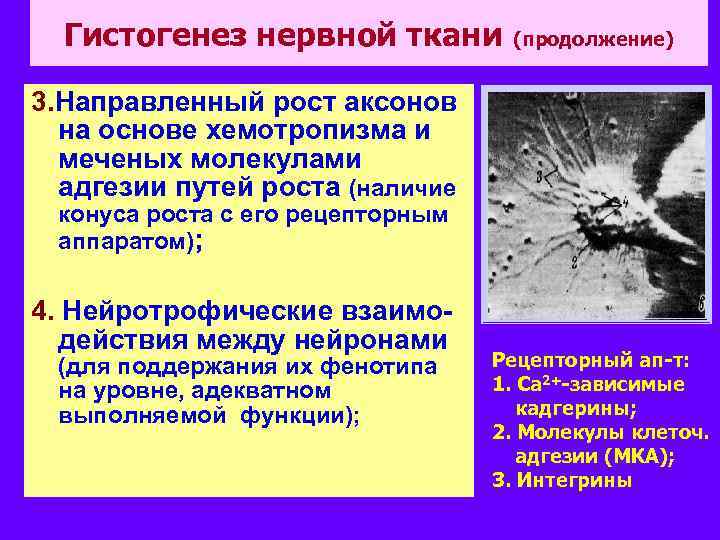 Гистогенез нервной ткани (продолжение) 3. Направленный рост аксонов на основе хемотропизма и меченых молекулами