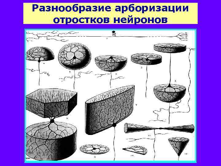 Разнообразие арборизации отростков нейронов 