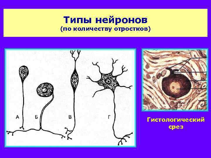 Типы нейронов (по количеству отростков) Гистологический срез 