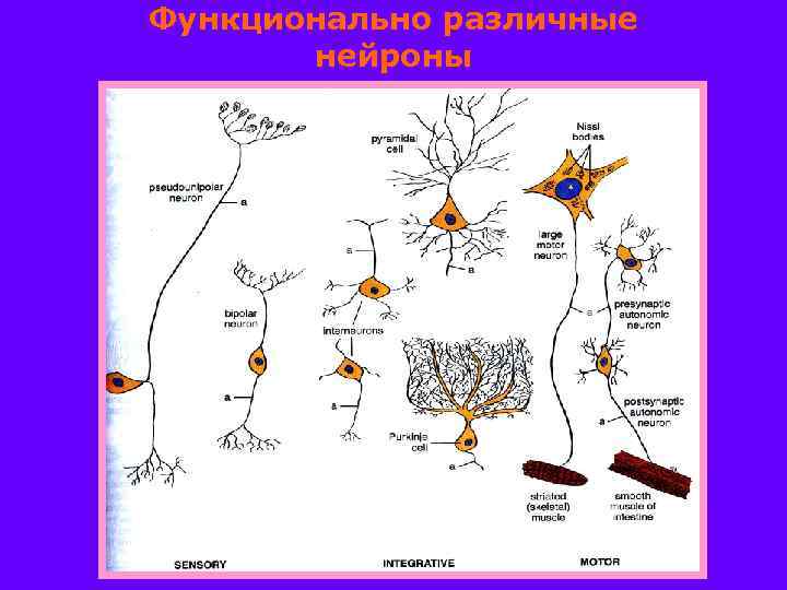 Функционально различные нейроны 