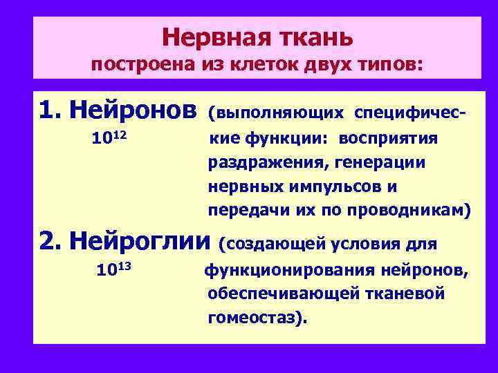 Нервная ткань построена из клеток двух типов: 1. Нейронов 1012 (выполняющих специфические функции: восприятия