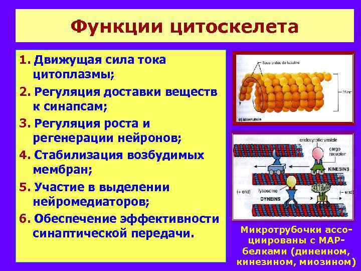 Функции цитоскелета 1. Движущая сила тока цитоплазмы; 2. Регуляция доставки веществ к синапсам; 3.