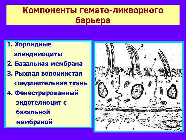 Компоненты гемато-ликворного барьера 1. Хороидные эпендимоциты 2. Базальная мембрана 3. Рыхлая волокнистая соединительная ткань