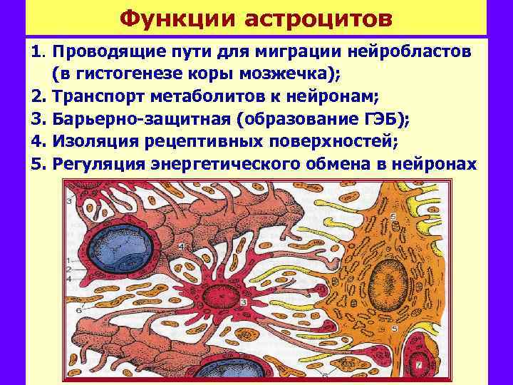 Функции астроцитов 1. Проводящие пути для миграции нейробластов (в гистогенезе коры мозжечка); 2. Транспорт