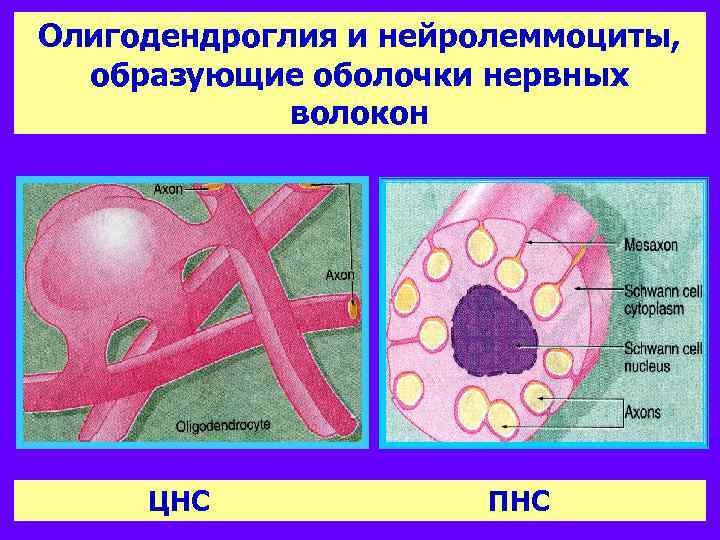 Олигодендроглия и нейролеммоциты, образующие оболочки нервных волокон ЦНС ПНС 