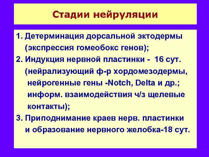 Стадии нейруляции 1. Детерминация дорсальной эктодермы (экспрессия гомеобокс генов); 2. Индукция нервной пластинки -