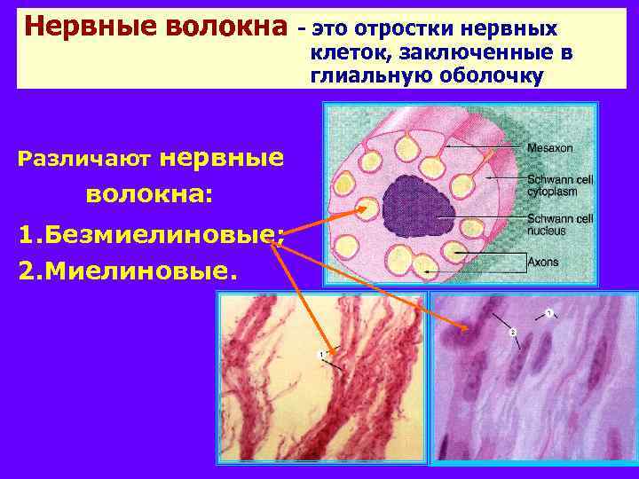 Нервные волокна Различают нервные волокна: 1. Безмиелиновые; 2. Миелиновые. - это отростки нервных клеток,