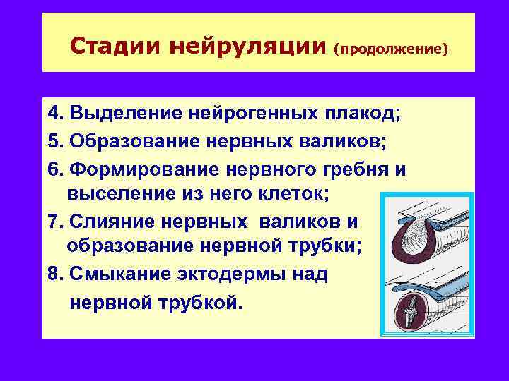 Стадии нейруляции (продолжение) 4. Выделение нейрогенных плакод; 5. Образование нервных валиков; 6. Формирование нервного