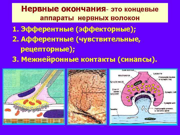 Нервные окончания- это концевые аппараты нервных волокон 1. Эфферентные (эффекторные); 2. Афферентные (чувствительные, рецепторные);