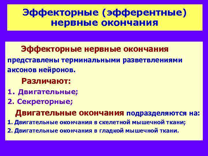 Эффекторные (эфферентные) нервные окончания Эффекторные нервные окончания представлены терминальными разветвлениями аксонов нейронов. Различают: 1.