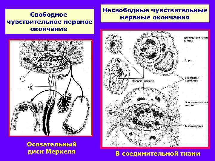 Свободное чувствительное нервное окончание Осязательный диск Меркеля Несвободные чувствительные нервные окончания В соединительной ткани