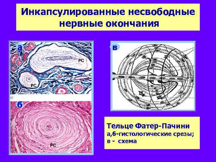 Инкапсулированные несвободные нервные окончания а в б Тельце Фатер-Пачини а, б-гистологические срезы; в -