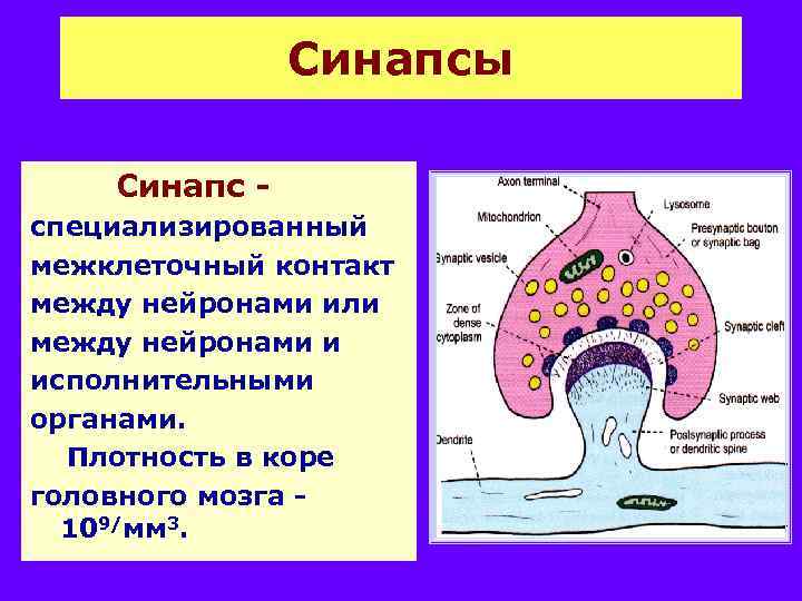 Синапсы Синапс специализированный межклеточный контакт между нейронами или между нейронами и исполнительными органами. Плотность