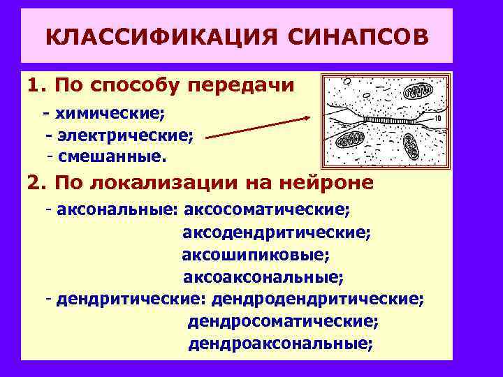 КЛАССИФИКАЦИЯ СИНАПСОВ 1. По способу передачи - химические; - электрические; - смешанные. 2. По