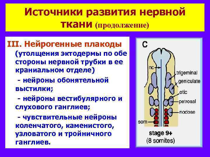 Источники развития нервной ткани (продолжение) ІІІ. Нейрогенные плакоды (утолщения эктодермы по обе стороны нервной