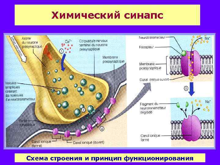 Химический синапс Схема строения и принцип функционирования 