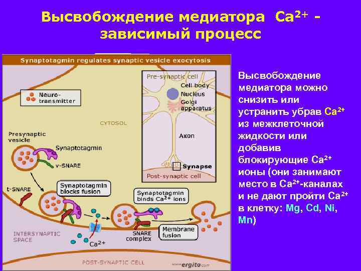 Высвобождение медиатора Са 2+ зависимый процесс Высвобождение медиатора можно снизить или устранить убрав Са