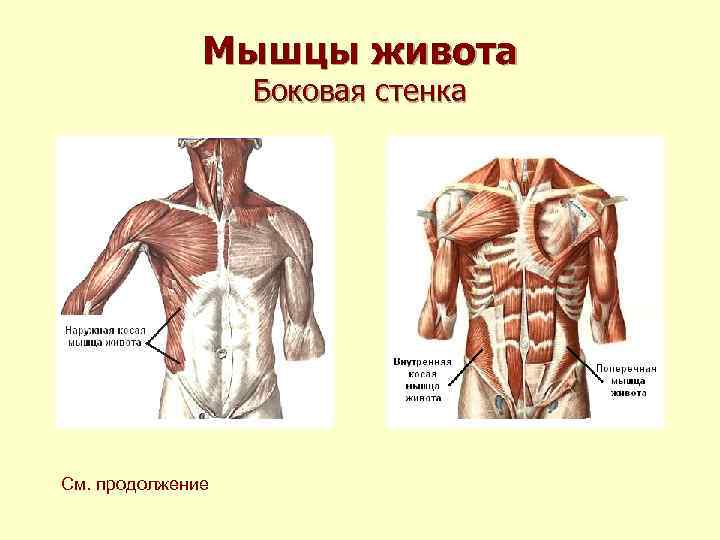 Мышцы живота Боковая стенка См. продолжение 
