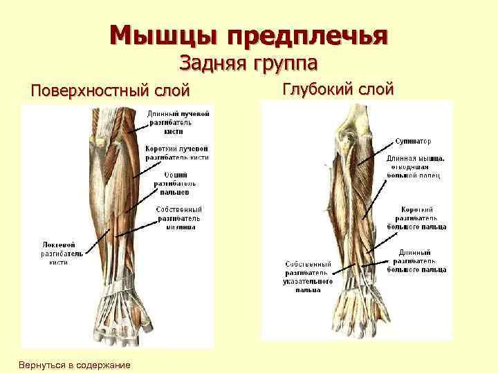 Мышцы предплечья Задняя группа Поверхностный слой Вернуться в содержание Глубокий слой 