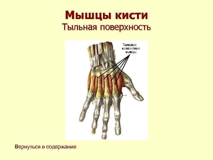 Мышцы кисти Тыльная поверхность Вернуться в содержание 