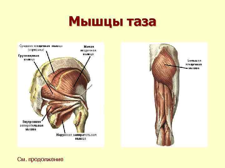 Мышцы таза См. продолжение 