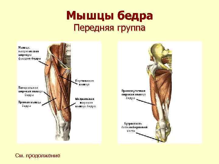 Мышцы бедра Передняя группа См. продолжение 