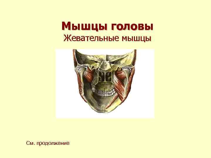 Мышцы головы Жевательные мышцы См. продолжение 