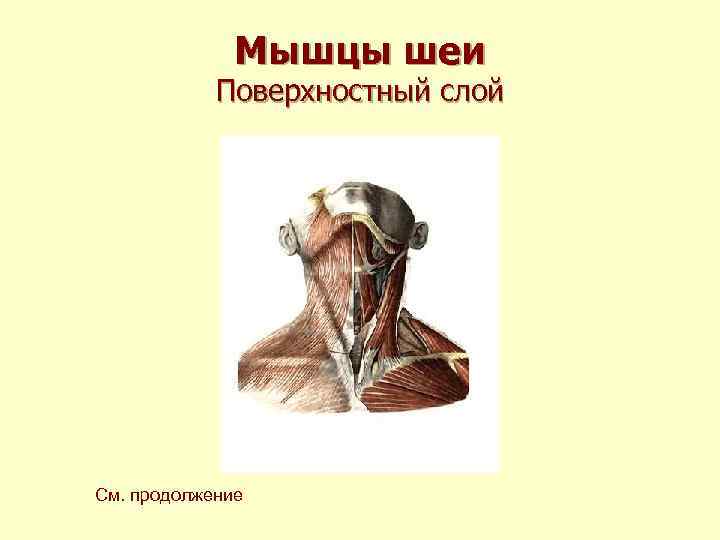 Мышцы шеи Поверхностный слой См. продолжение 