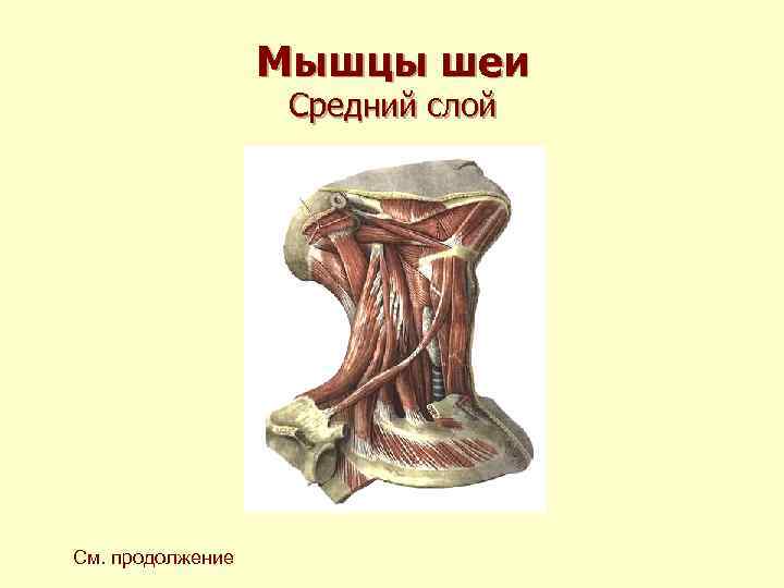 Мышцы шеи Средний слой См. продолжение 