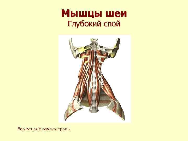Мышцы шеи Глубокий слой Вернуться в самоконтроль 