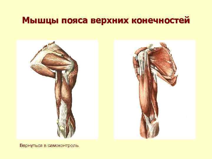 Мышцы пояса верхних конечностей Вернуться в самоконтроль 