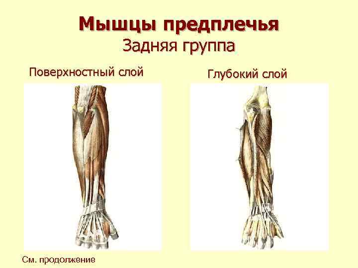 Мышцы предплечья Задняя группа Поверхностный слой См. продолжение Глубокий слой 