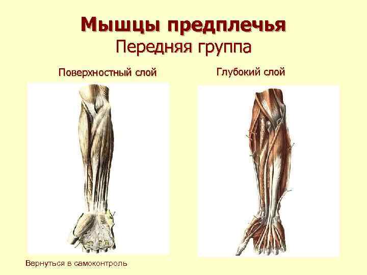 Мышцы предплечья Передняя группа Поверхностный слой Вернуться в самоконтроль Глубокий слой 