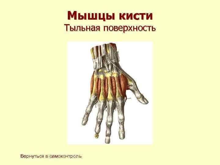 Мышцы кисти Тыльная поверхность Вернуться в самоконтроль 