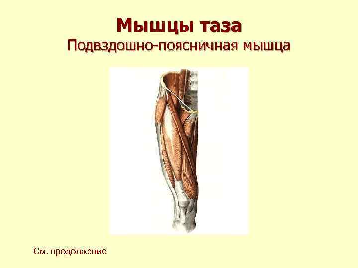 Мышцы таза Подвздошно-поясничная мышца См. продолжение 