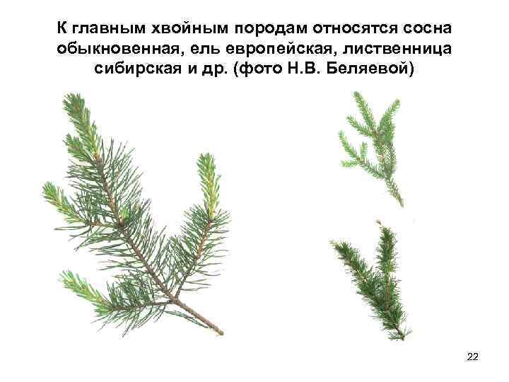 К главным хвойным породам относятся сосна обыкновенная, ель европейская, лиственница сибирская и др. (фото