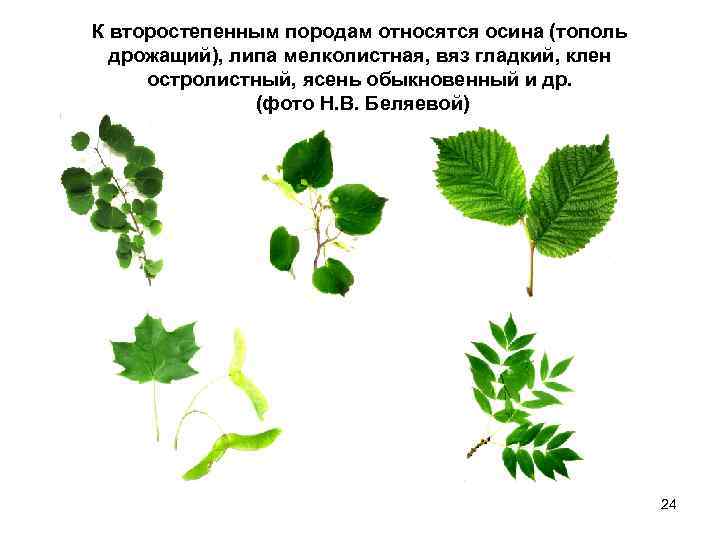 К второстепенным породам относятся осина (тополь дрожащий), липа мелколистная, вяз гладкий, клен остролистный, ясень