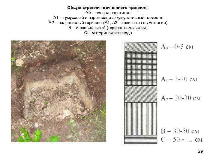 Общее строение почвенного профиля: А 0 – лесная подстилка А 1 – гумусовый и