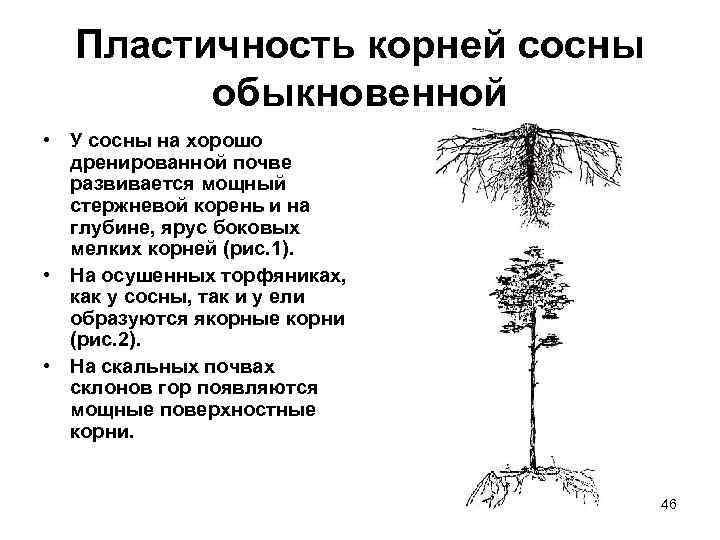 Пластичность корней сосны обыкновенной • У сосны на хорошо дренированной почве развивается мощный стержневой