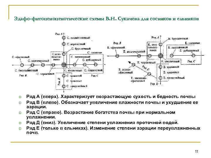 Эдафо-фитоценотические схемы В. Н. Сукачева для сосняков и ельников q q q Ряд А
