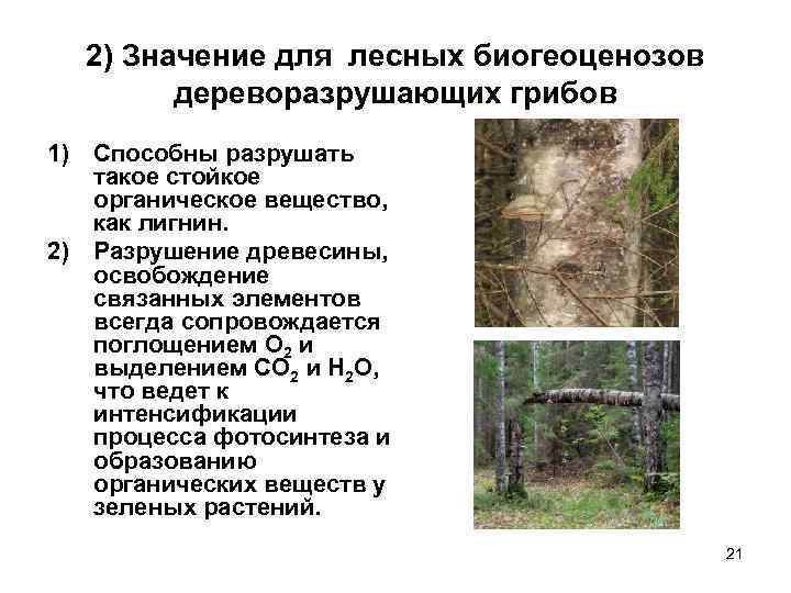 2) Значение для лесных биогеоценозов дереворазрушающих грибов 1) Способны разрушать такое стойкое органическое вещество,
