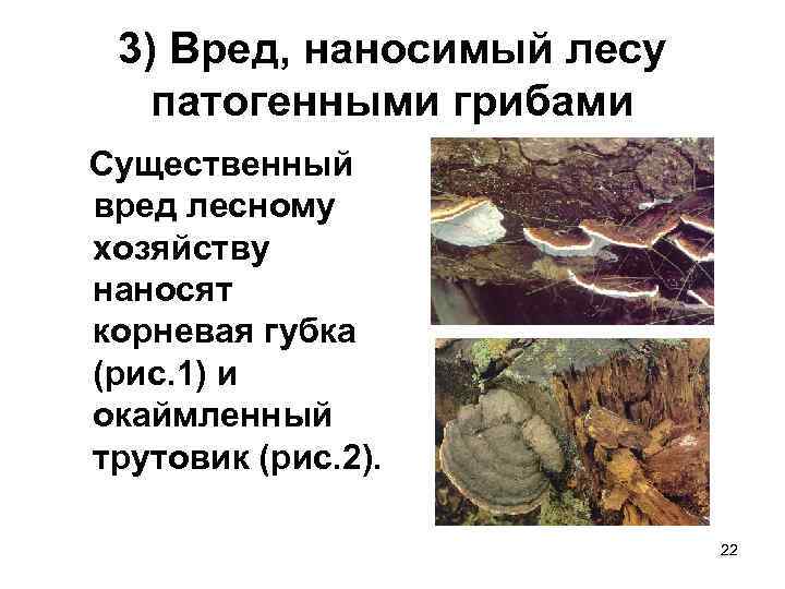 3) Вред, наносимый лесу патогенными грибами Существенный вред лесному хозяйству наносят корневая губка (рис.