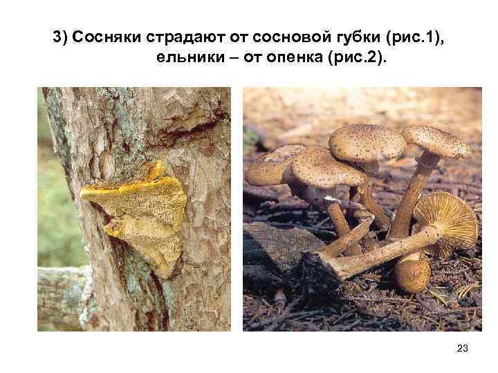 3) Сосняки страдают от сосновой губки (рис. 1), ельники – от опенка (рис. 2).